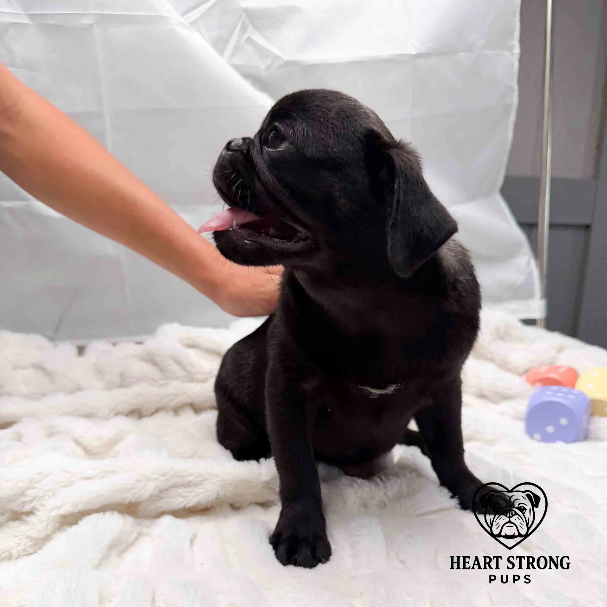 Lily the Pug sitting on blanket with tongue hanging out.