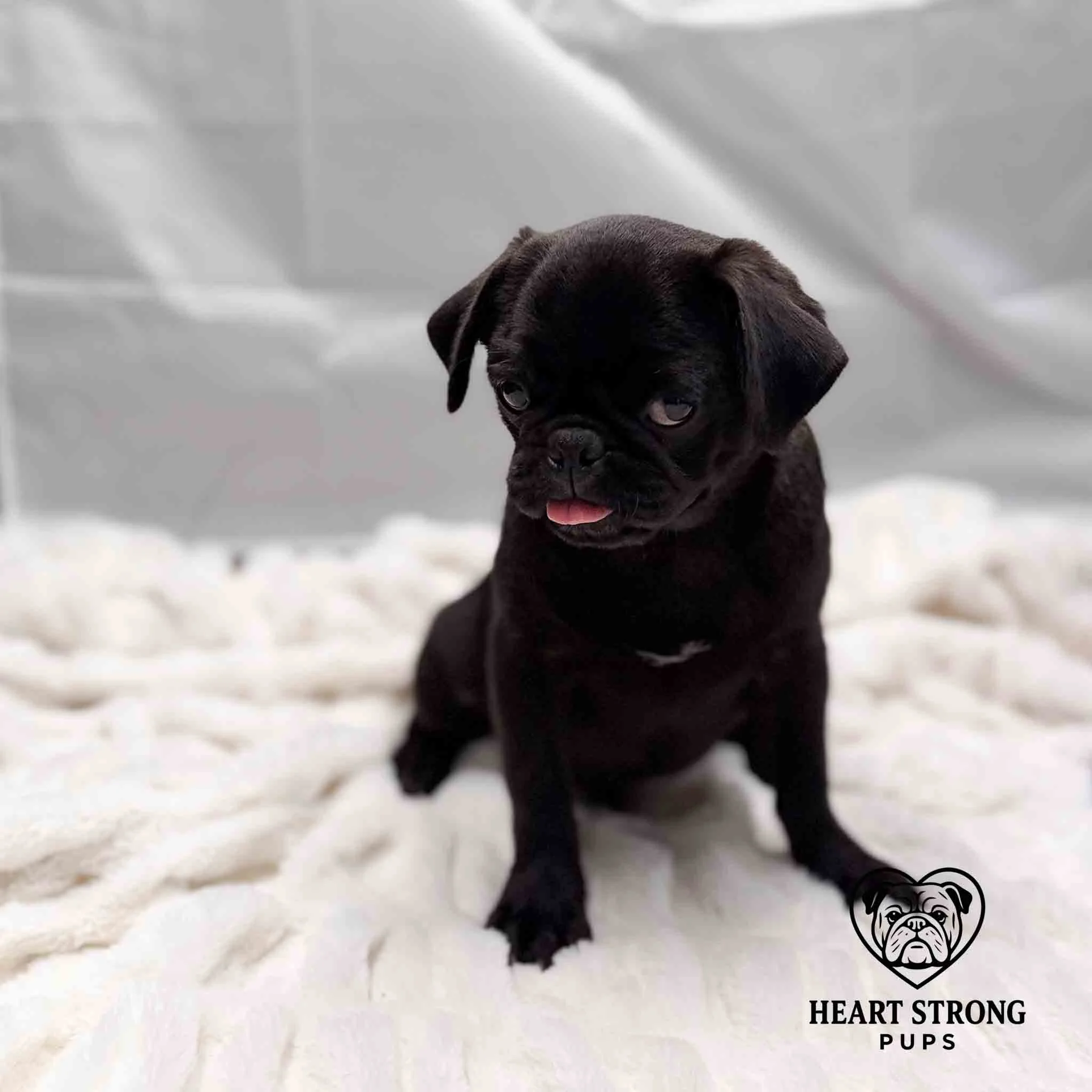 Pug puppy giving the look of I am so over this.