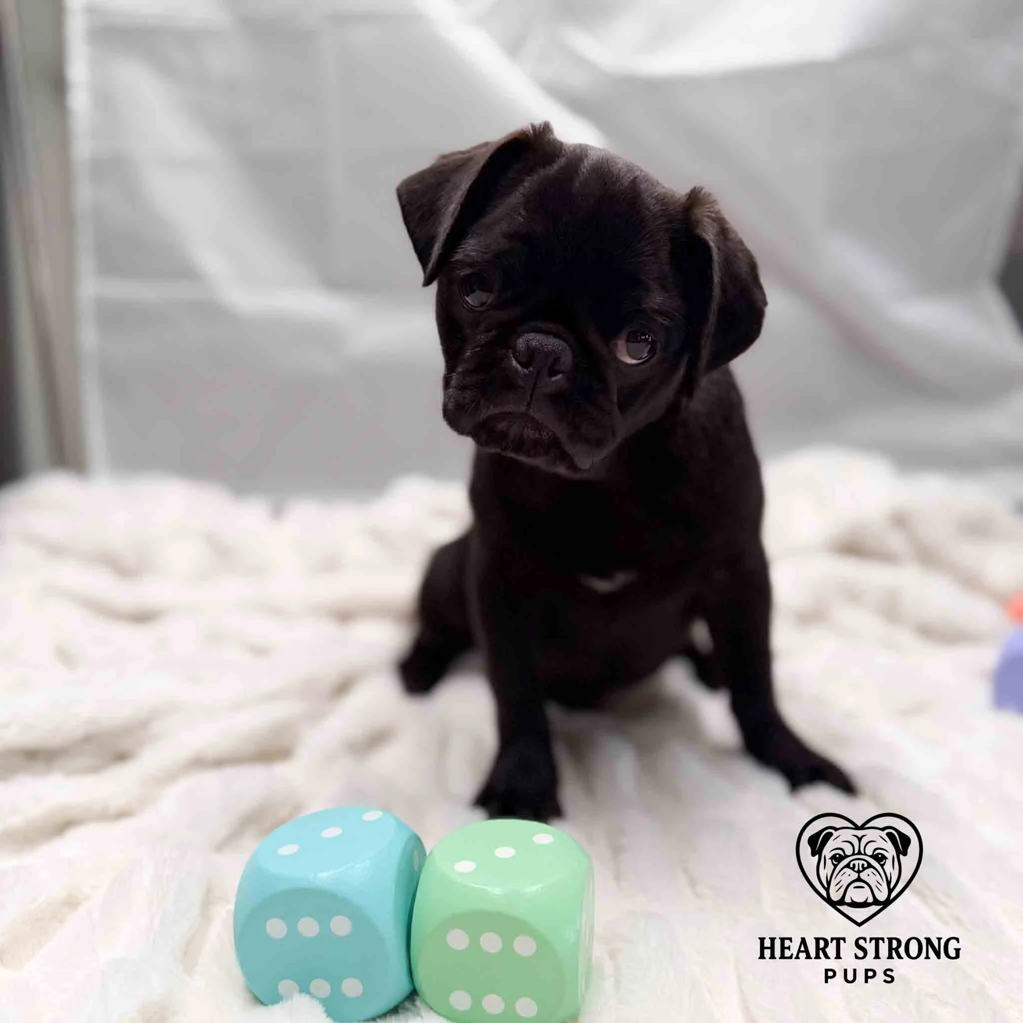 Pug pup sitting on blanket with 2 blocks in front of her