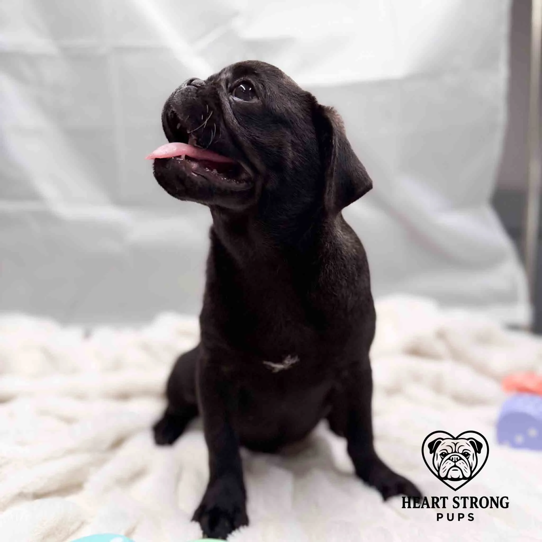 Black Pug giving a happy look.