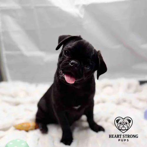 Black Pug giving the crooked look