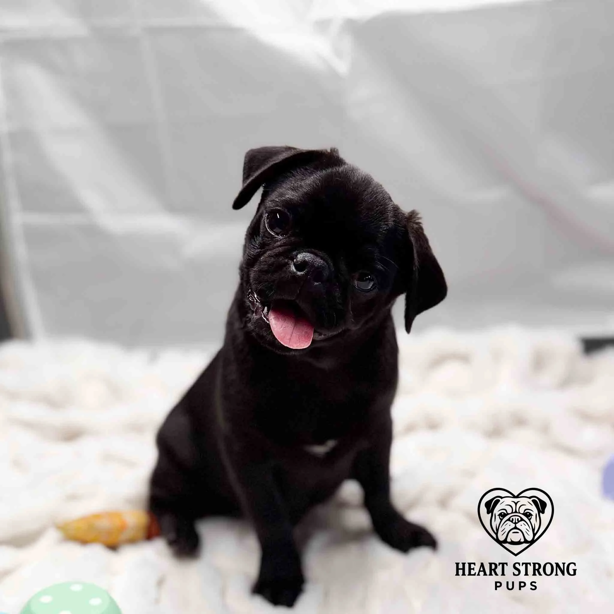Black Pug giving the crooked look