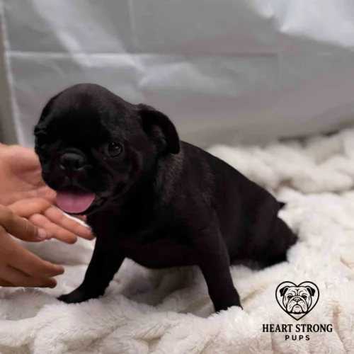 Pug looks happy with tongue sticking out