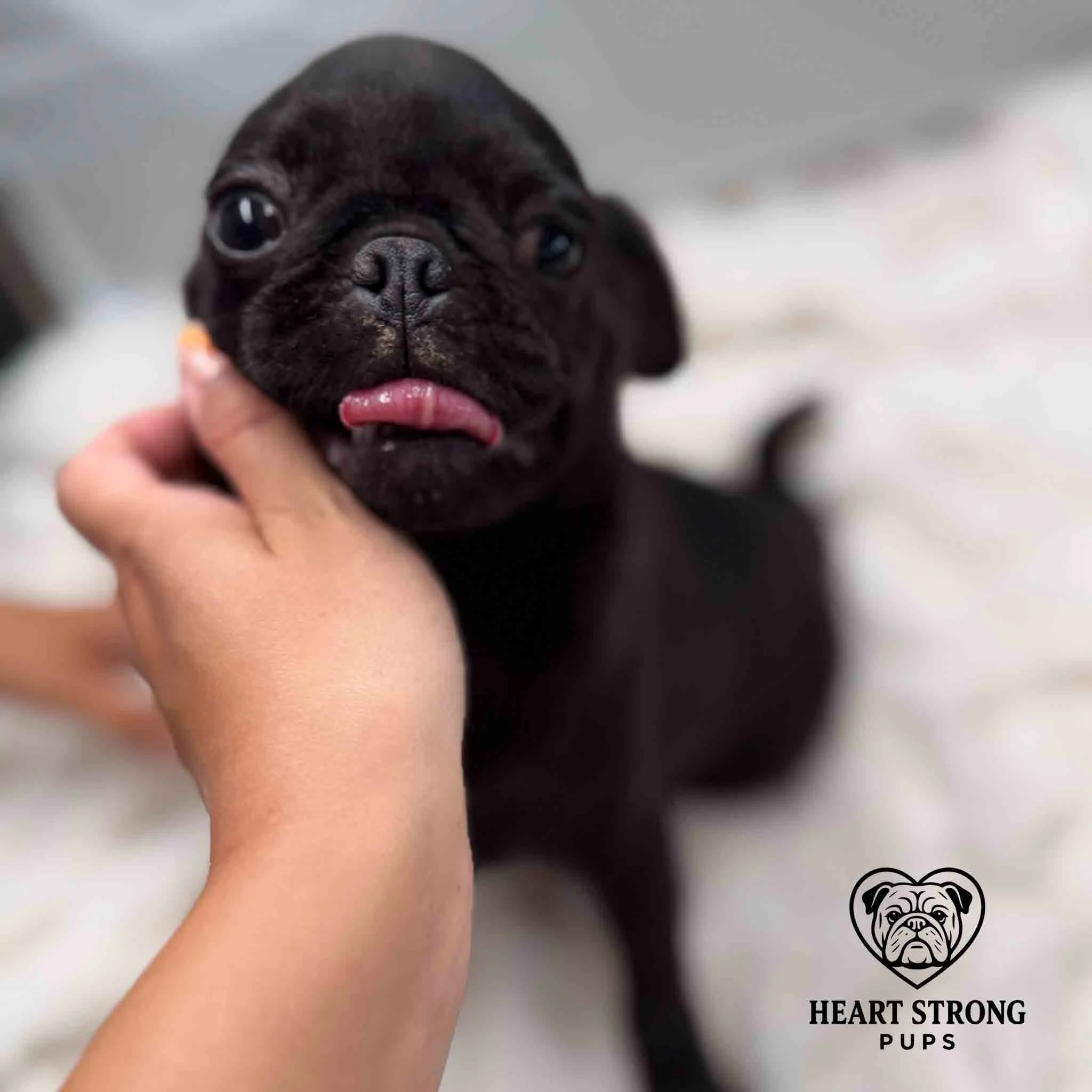 black pug sticking out tongue