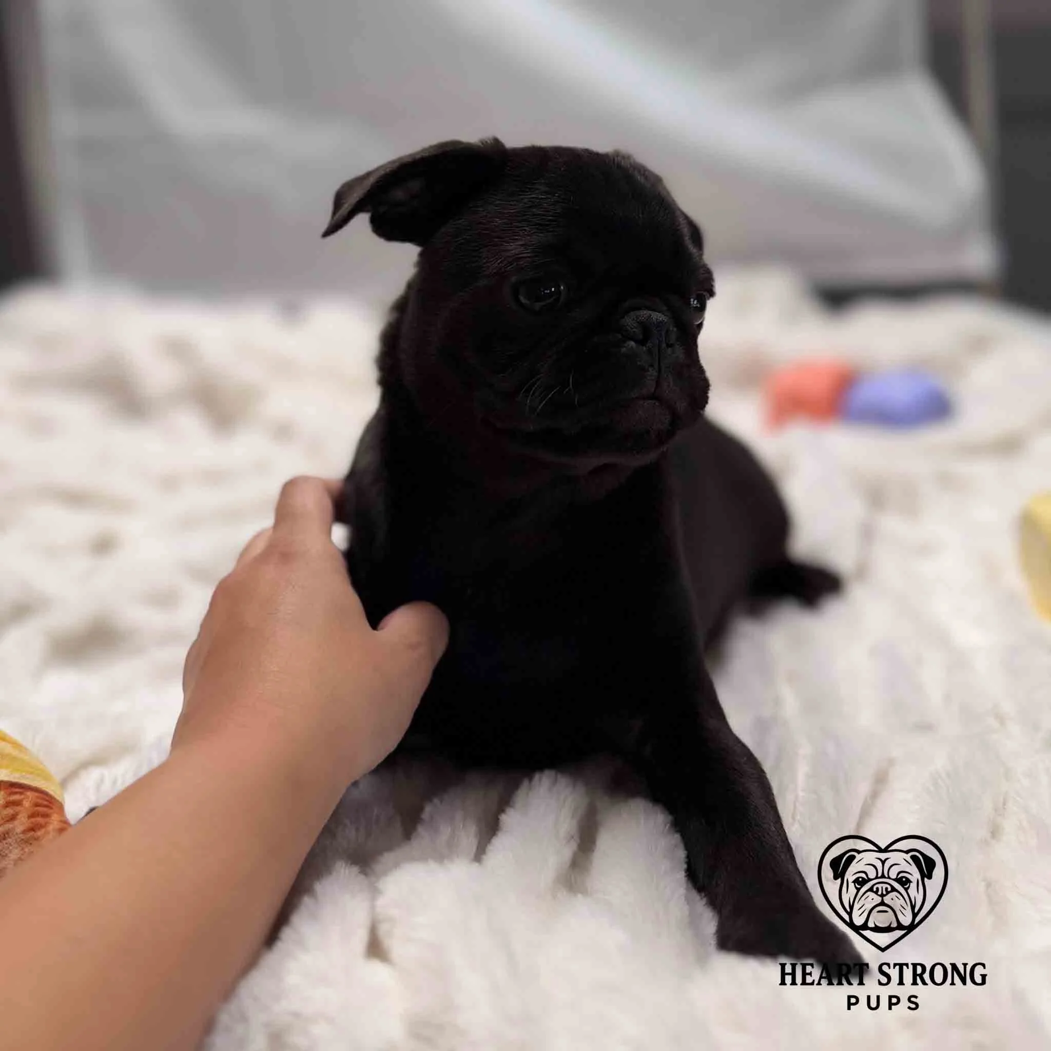 Pug pup sitting on blanket with hand holding him. blocks in background