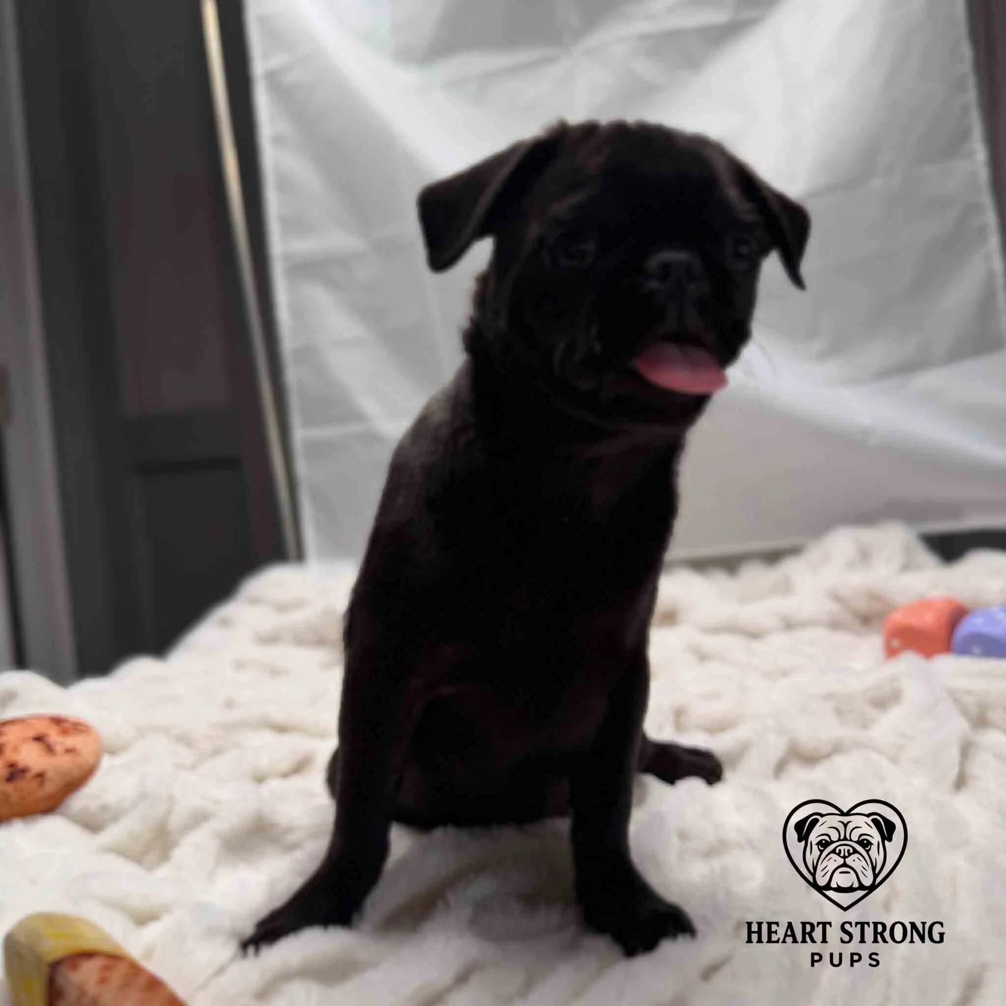 Pug pup sitting on blanket with tongue hanging out