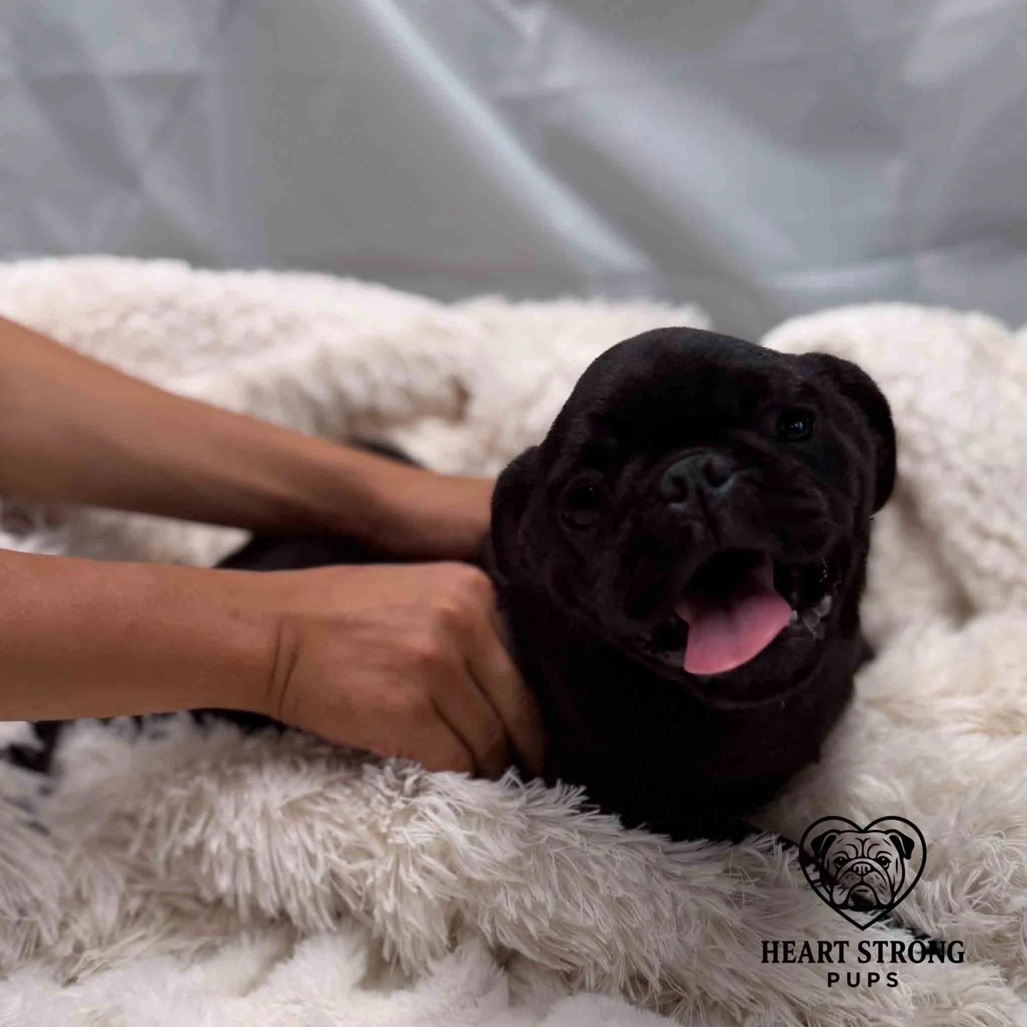 Pug pup laying in blanket with hands holding him