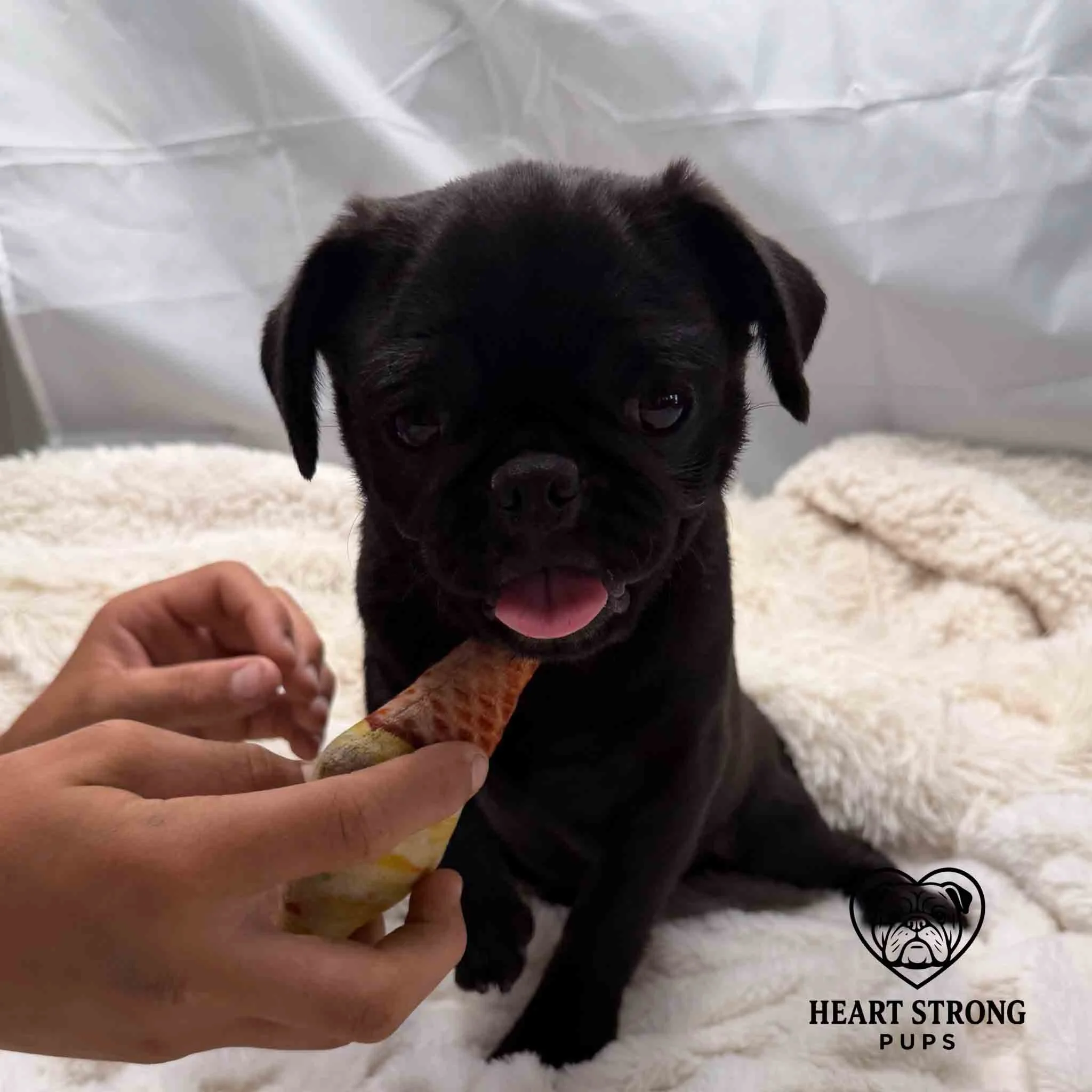 Pug puppy posing for photo on white background