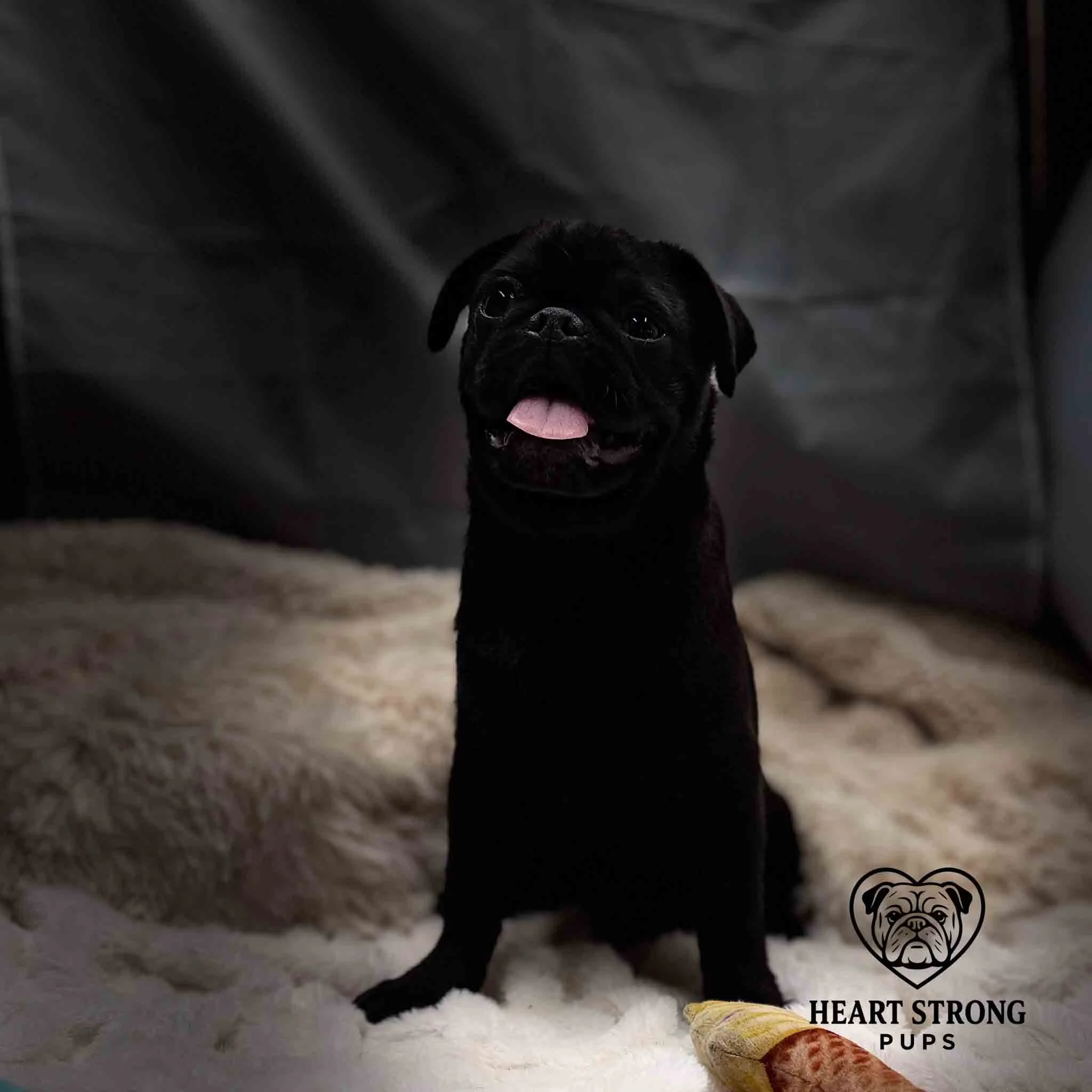 Black pup posing for a photo with tongue hanging out