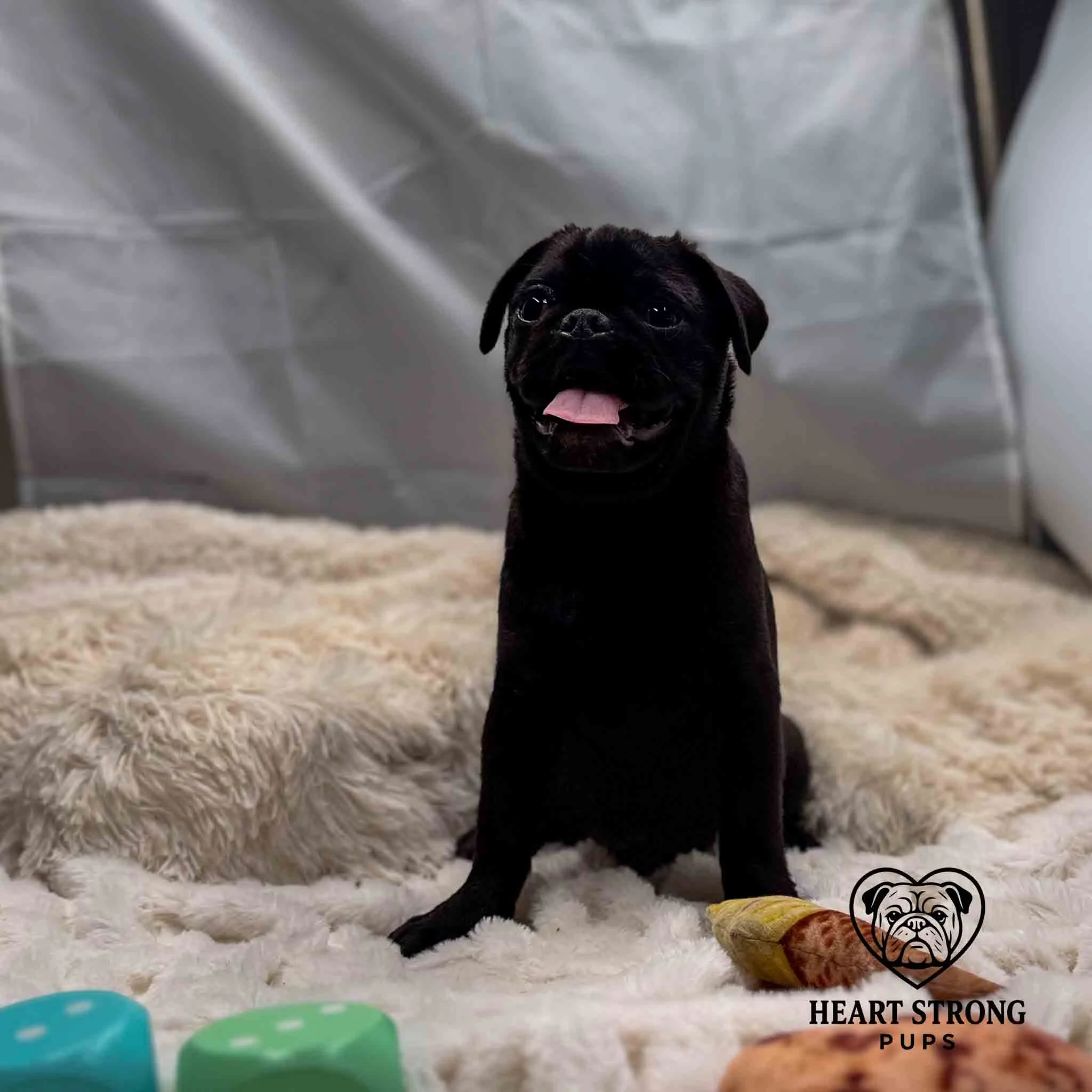 Black Pug sitting on blanket with red tongue hanging out