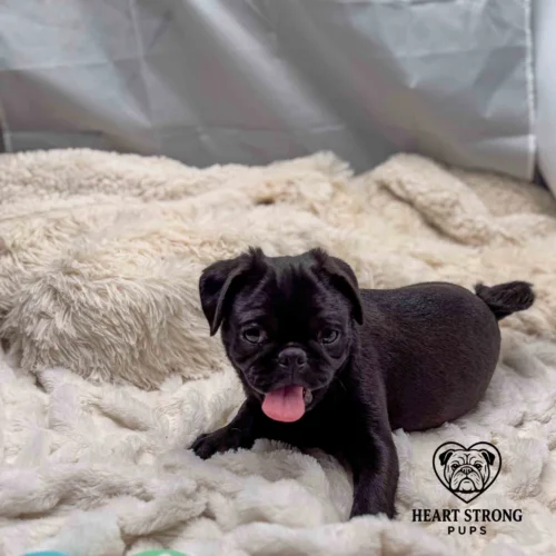 Black Pug pup laying on white blanket