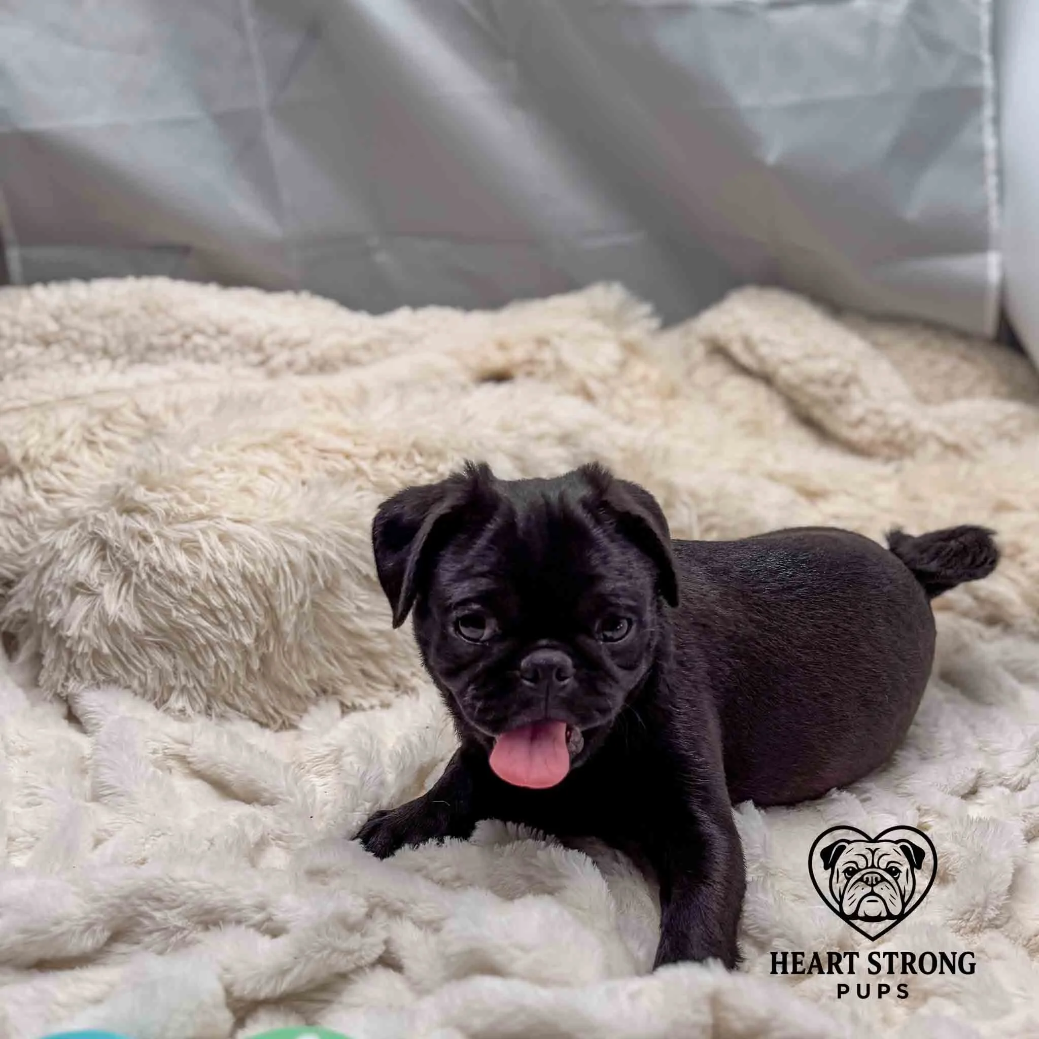 Black Pug pup laying on white blanket