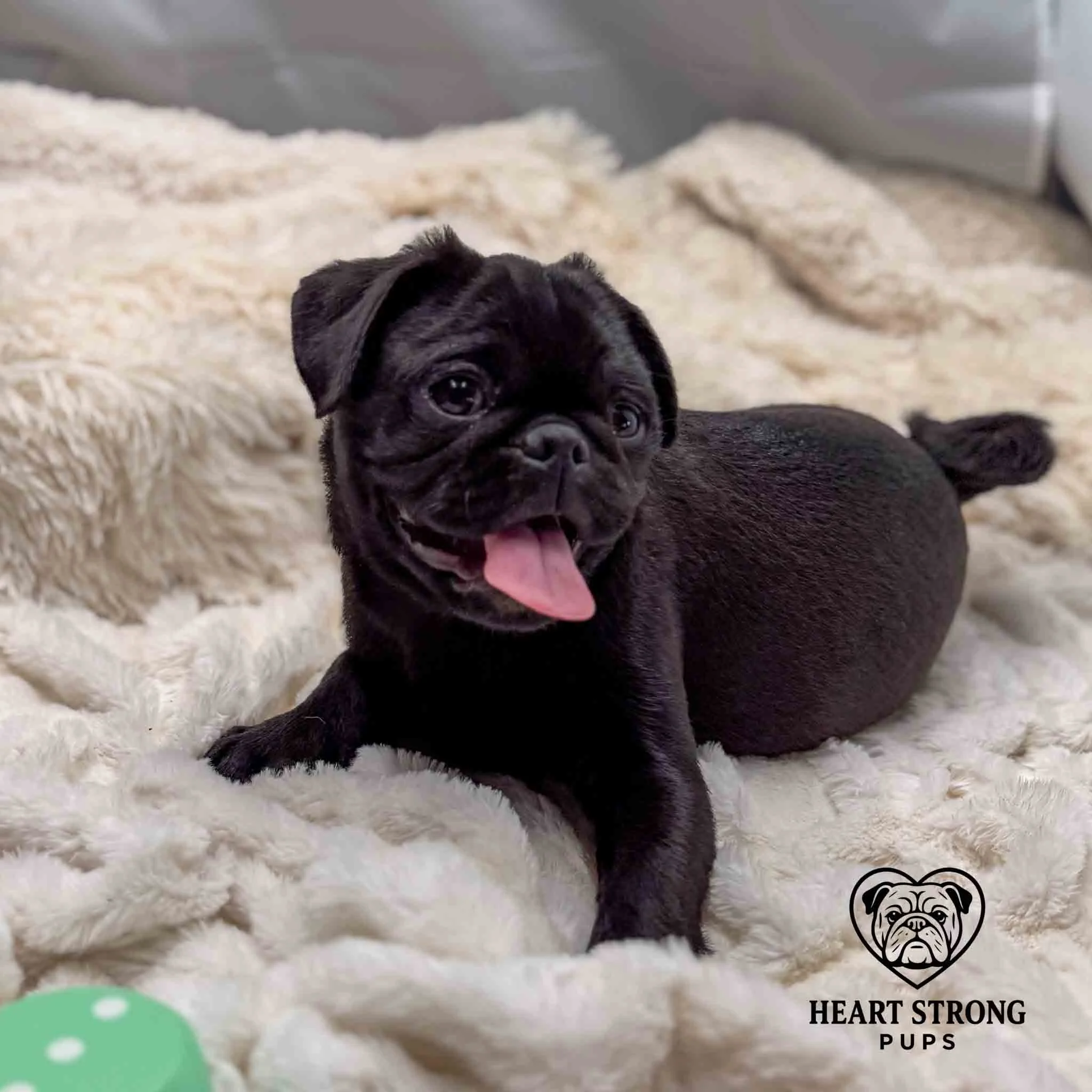 Black Pug laying on white blanket with red tongue hanging out
