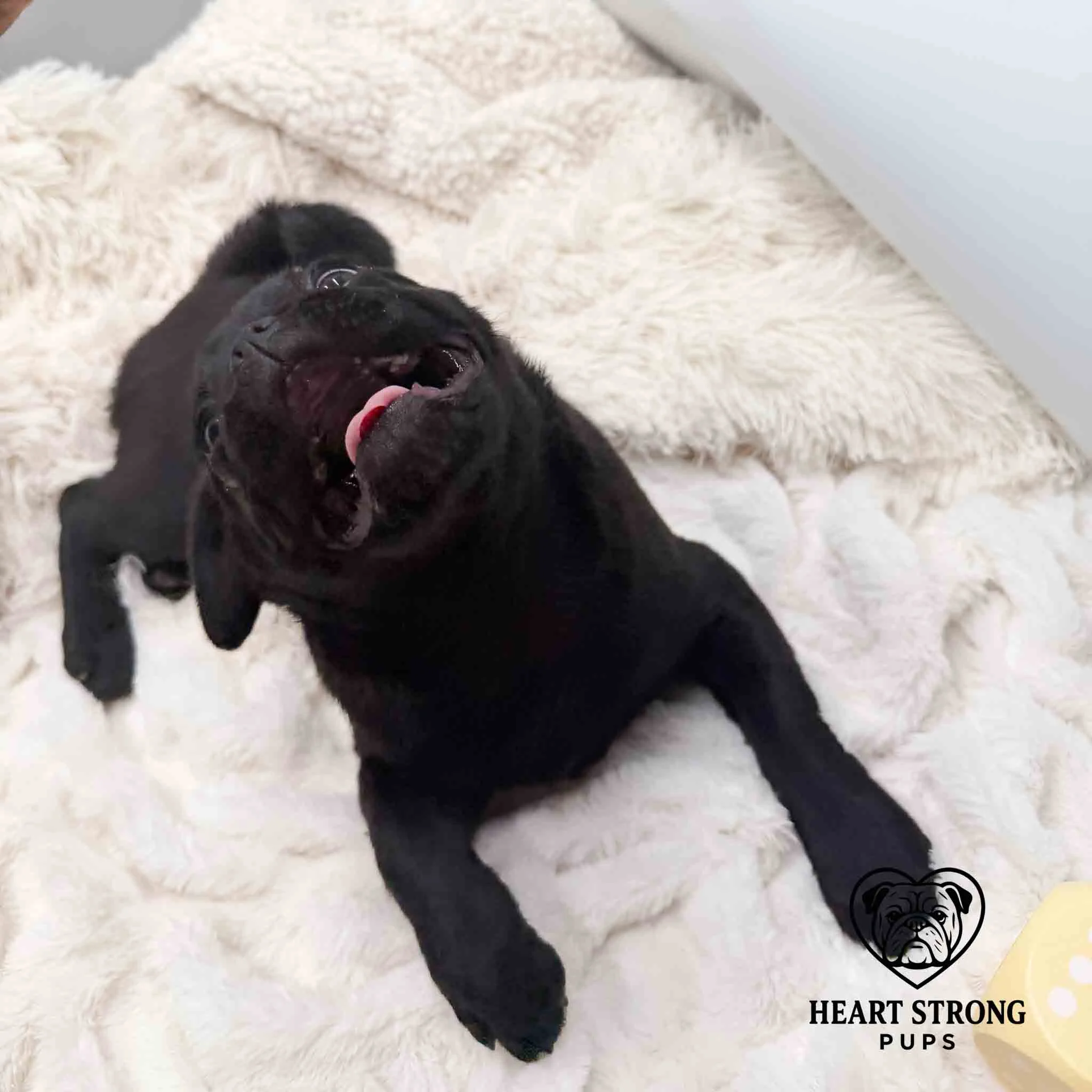 Pug pup is like I am over all these photos
