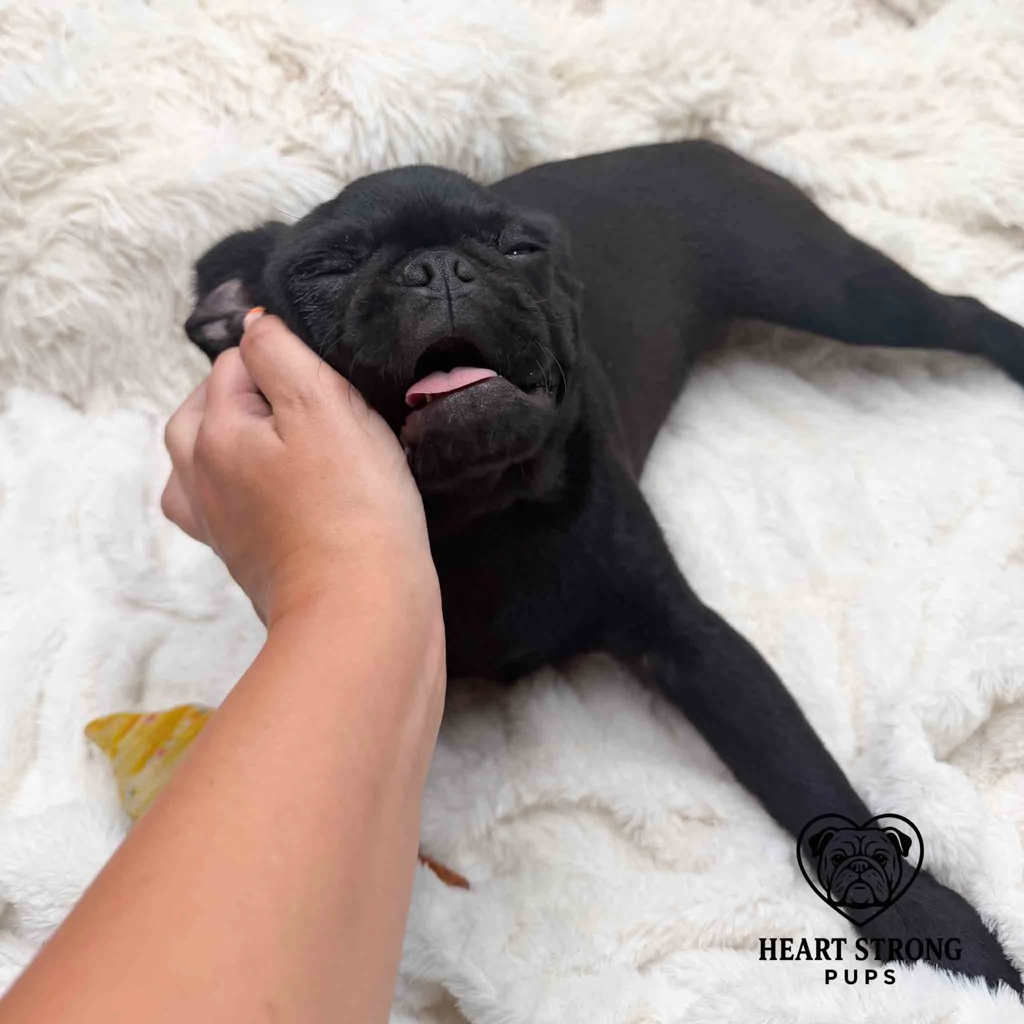 Pug enjoying the head scratch