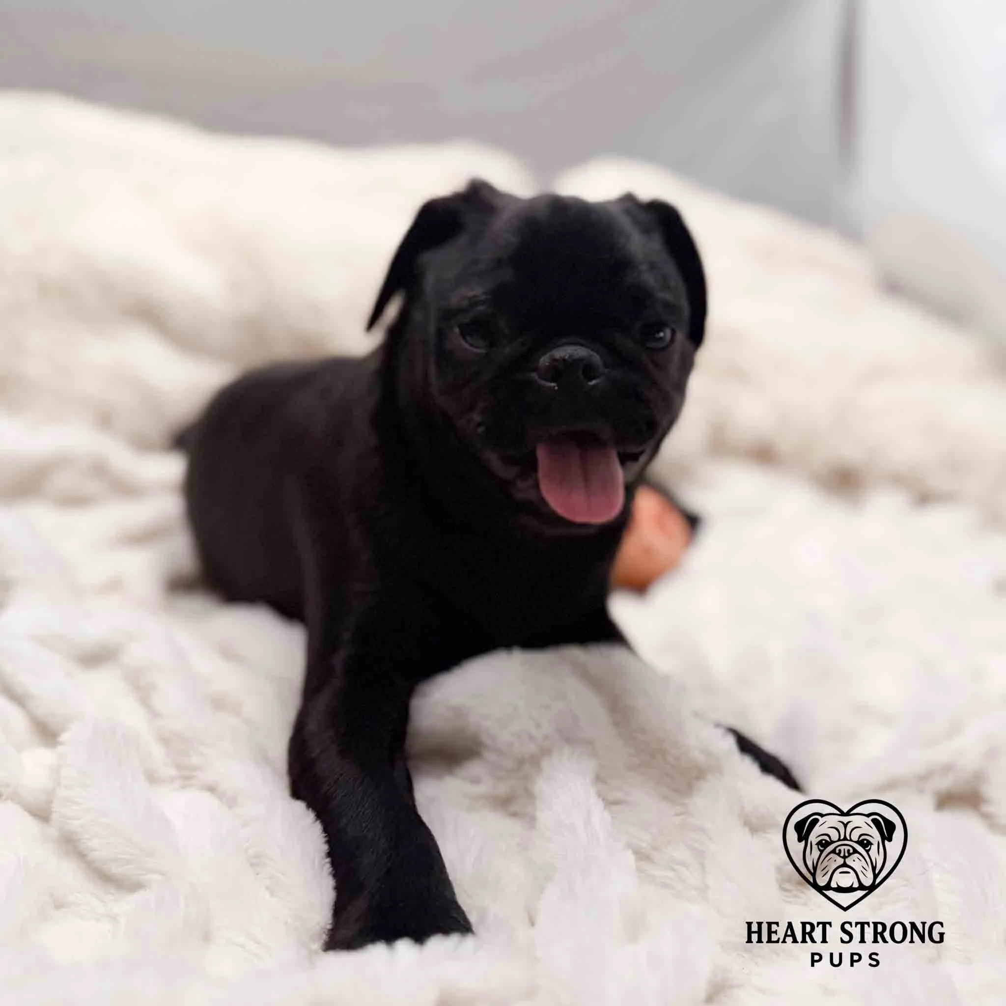 happy Pug laying on blanket with tongue hanging out