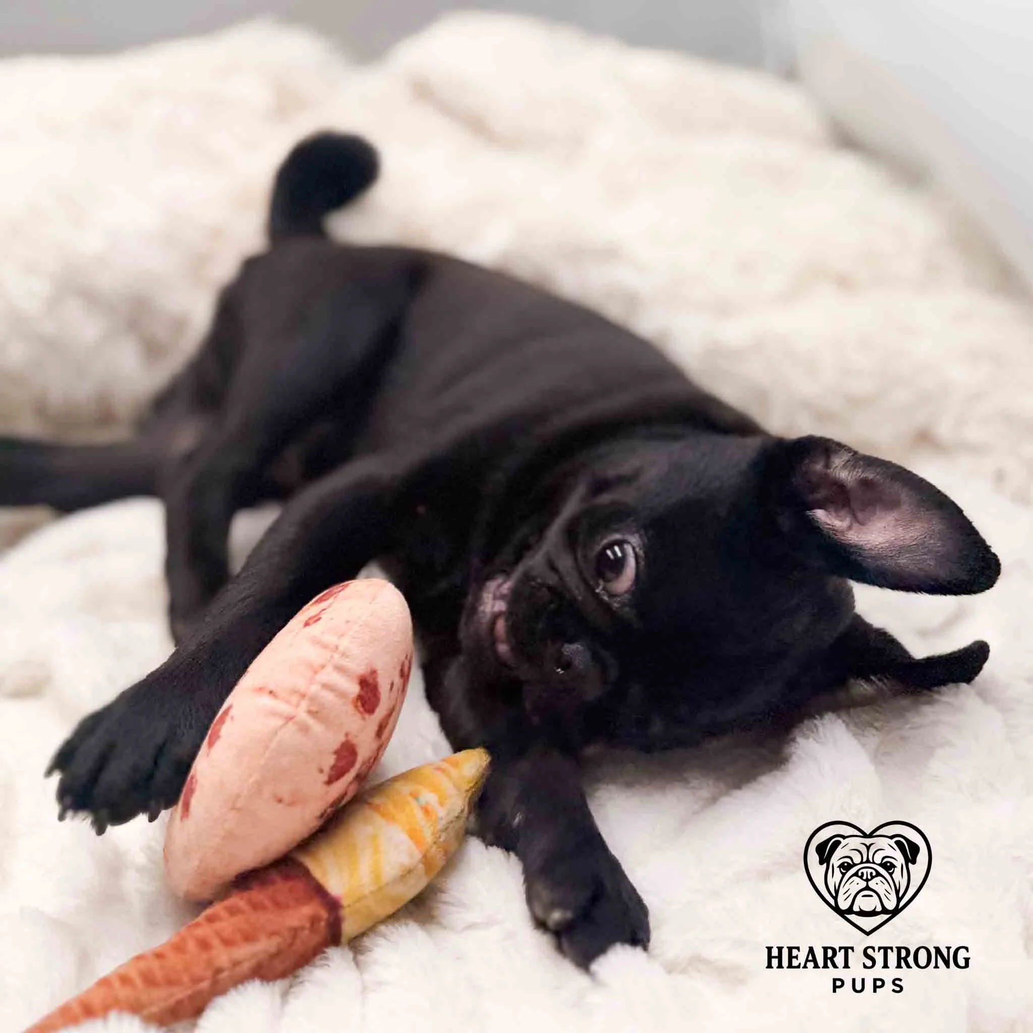 Pug is like just look at these toys
